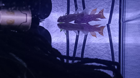 Killi Couple Aphyosemion jeanhuberi Malinga GBG 93-20