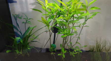 aquarium Bac 20 l