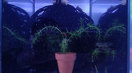 aquarium 432 Fundulopanchax nigerianus  Innidere