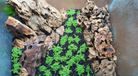 Pousse assez rapide !