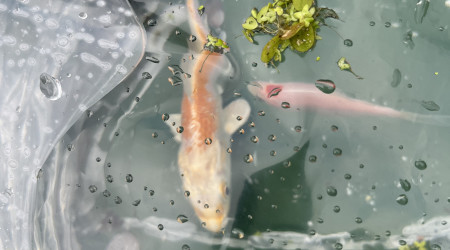 1 Koi et 1 posson rouge de plus