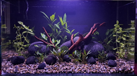 aquarium Nano crevettes