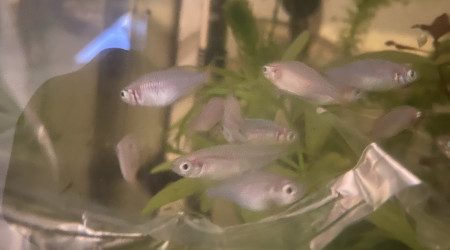 Introduction Tateur et poisson arc en ciel nain