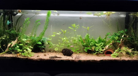 aquarium One piece