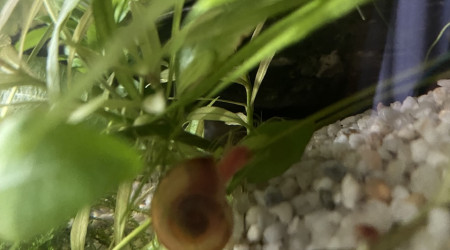 Évolution 210L australo-guinéen