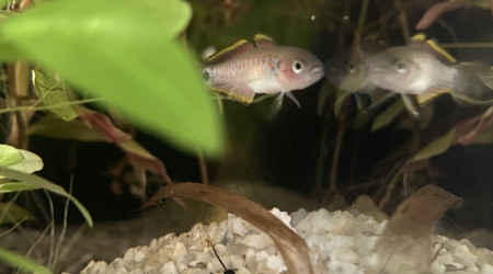 Évolution 210L australo-guinéen