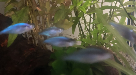 Évolution 210L australo-guinéen