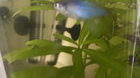 Évolution 210L australo-guinéen