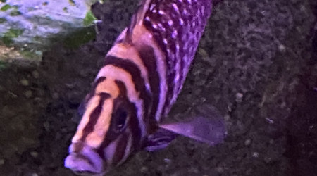 Altolamprologus calvus!