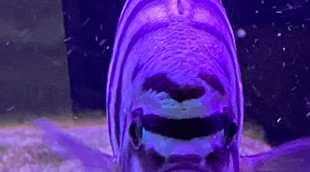 Maylandia sp - Pseudotropheus Maison Reef