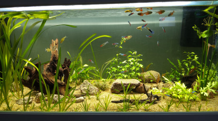 aquarium Aqua 220l