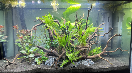 aquarium Projet 160 litres