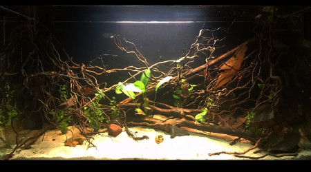 aquarium Biotope amazonien