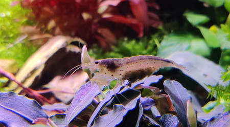 Femelles Multidentata