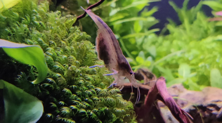 Femelles Multidentata