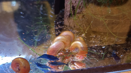 neocaridina davidi var. blue dream & Planorbes Rouge
