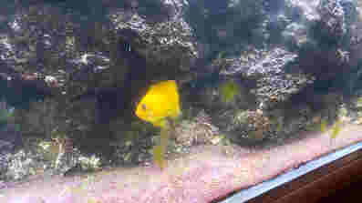 aquarium aqua1