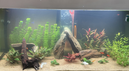 aquarium Aqua 250 litres