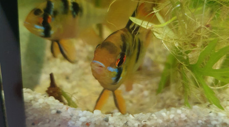 Apistogramma Borelli opal et Première ponte des Ramirezi !
