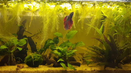 aquarium Betta 57l