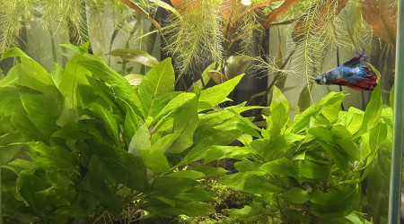 Récupération d'un 42L sapé et planté mais non peulplé