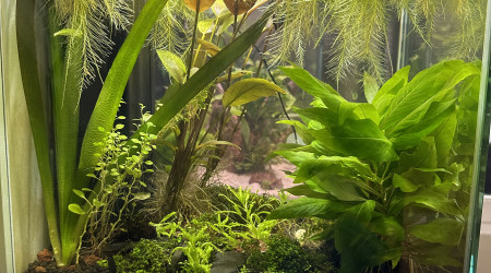 Récupération d'un 42L déjà sapé et planté mais non peuplé