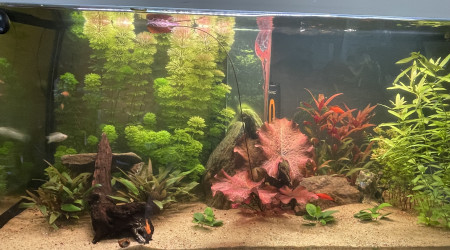 Évolution plante en 10 jours