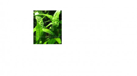 Microsorum pteropus undulata