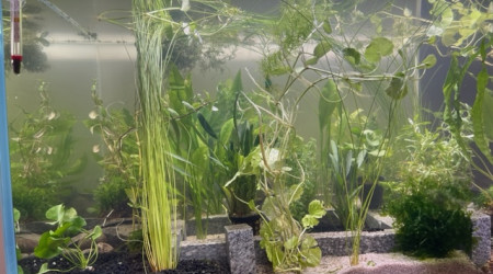 Plantation - les premières plantes sont arrivées