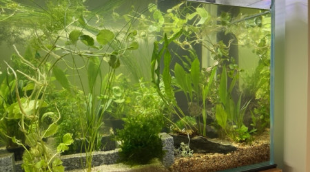 Plantation - les premières plantes sont arrivées