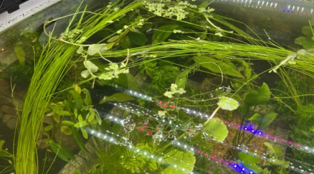 Plantation - les premières plantes sont arrivées