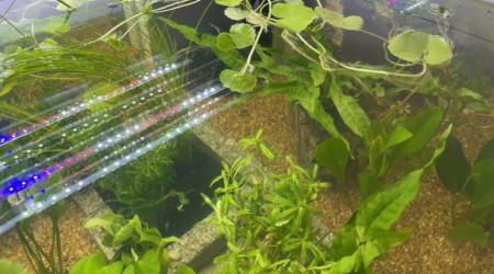 Plantation - les premières plantes sont arrivées