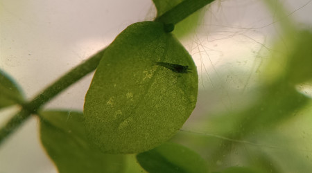 La nurserie se remplit !