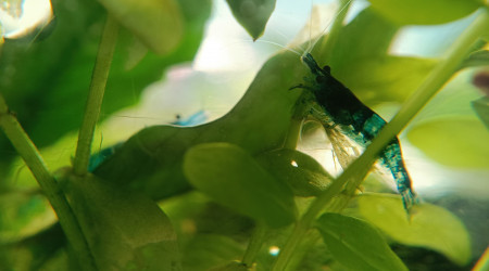 La nurserie se remplit !