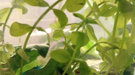 La nurserie se remplit !