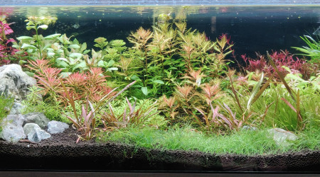 aquarium Plants Power