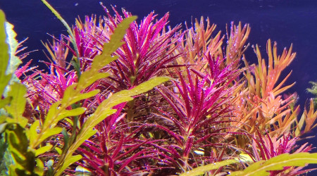 Ça bulle furieusement