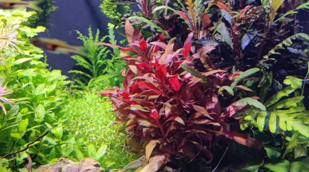 Repiquage de pinnatifida un peu partout