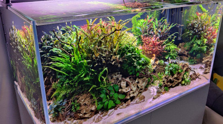 Repiquage de pinnatifida un peu partout