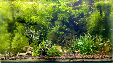 Superfish Scraper 90