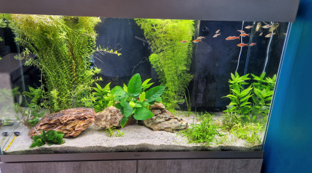 aquarium Salon 200L CIANO