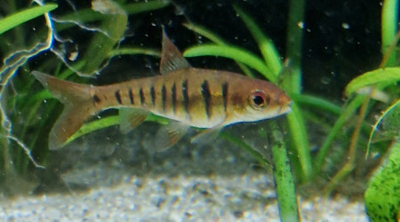 Barbus fasciolatus  ou barbus "gentil"