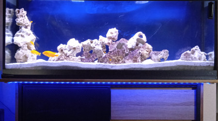 aquarium Labidochromis