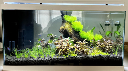 aquarium Aquascaping