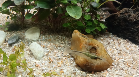 Une naissance semble se préparer (voir tâche verdâtre dans la partie supérieure de la tête)