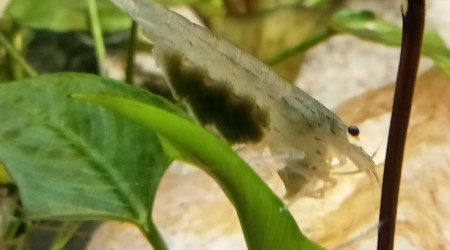 Aujourd'hui la femelle a transféré ses oeufs sous son ventre