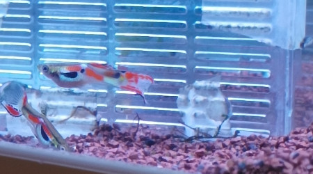 pareil plus commun mais asser rare moins que celuid du dessus