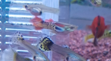 trigre queue en forme de flamme