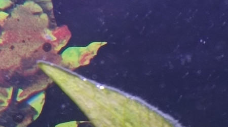 je ne sais pas mais andlers peut-être qui grandi plus!?rare