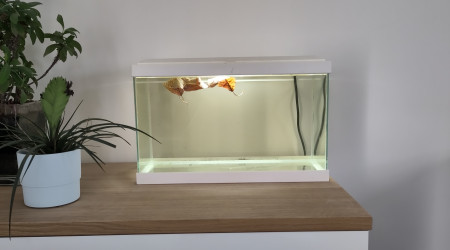 aquarium Petit 20L